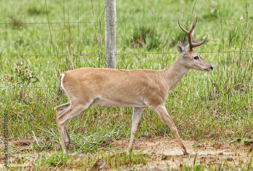 animal Brazilian Pantanal,  pampas deer , Ozotoceros bezoarticus 
