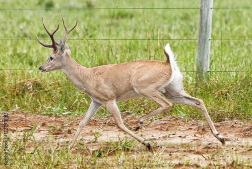 animal Brazilian Pantanal,  pampas deer , Ozotoceros bezoarticus  photo