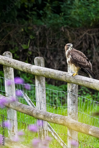 Canvas Print Common Buzzard perched on a wooden fence, looking for prey