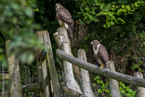 Common Buzzard perched on a wooden fence, looking for prey. Buteo buteo a medium bird of the Accipitridae family. photo