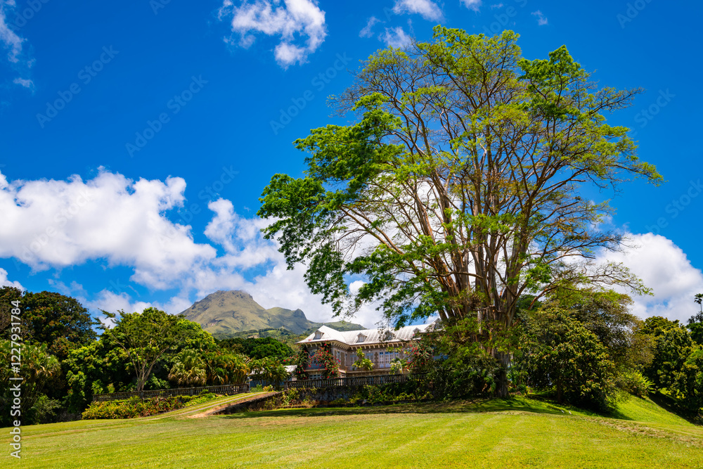 Subtropical park landscape on Caribbean vacation island Martinique (France) with the Montagne Pelée volcano near St. Pierre. A rum distillery in the middle of sugar cane fields is a tourist attraction Subtropical park landscape on Caribbean vacation island Martinique (France) with the Montagne Pelée volcano near St. Pierre. A rum distillery in the middle of sugar cane fields is a tourist attraction