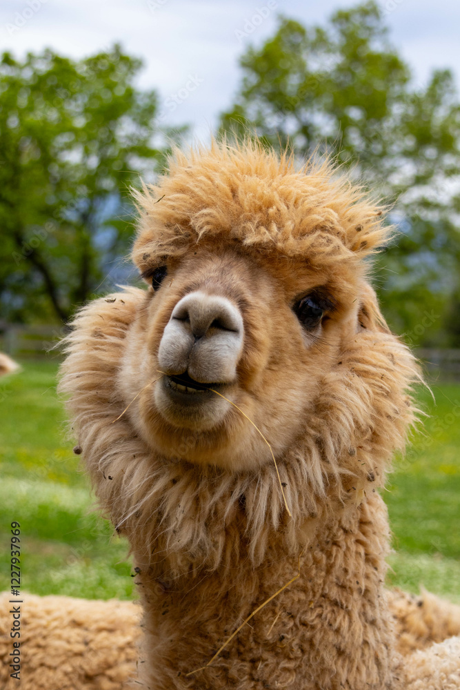 Obraz premium Alpaca Posing Gracefully in a Verdant Meadow
