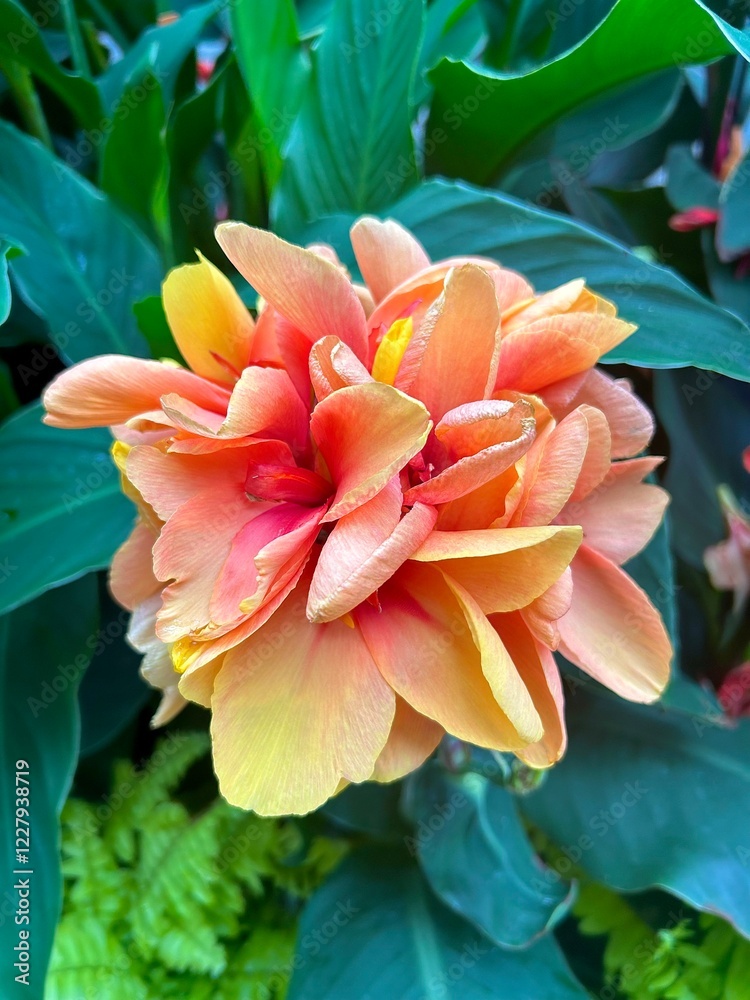 Fototapeta premium Orange flower, species is Dahlia. This was taken when I traveled to Washinton D.C.'s botanical garden.