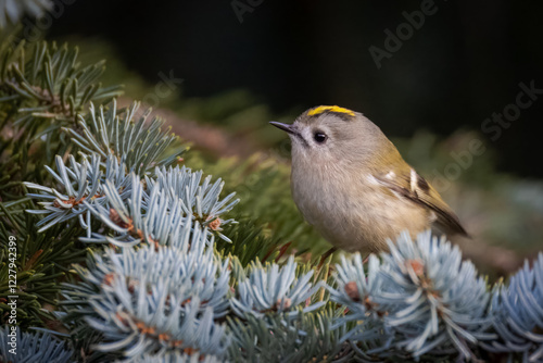 On a winter evening, a close-up female goldcrest sits on a spruce branch toward the camera lens.