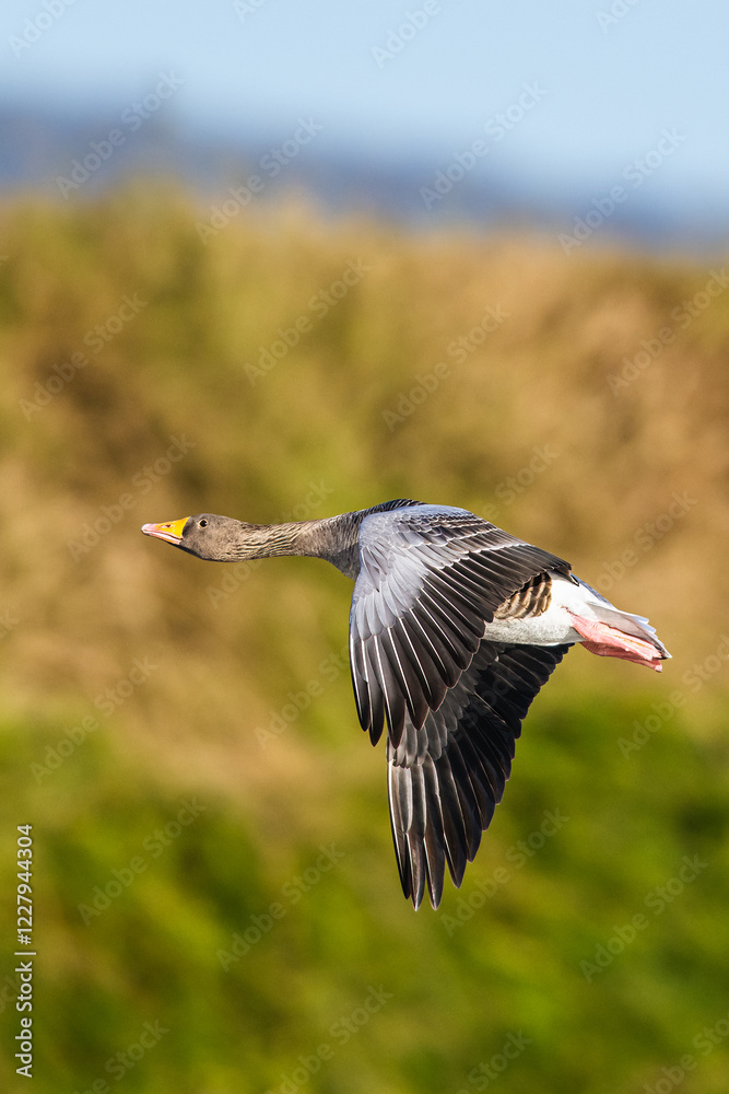 Obraz premium Greylag Goose, Anser anser, bird in flight over winter marshes