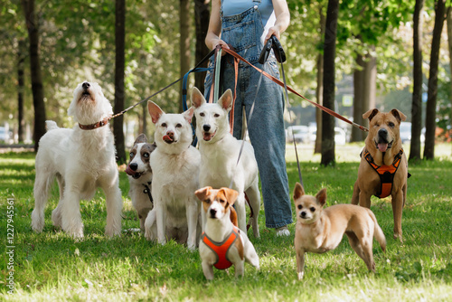 young woman Professional dog walker or pet sitter walks a pack of cute dogs of different breeds and rescue dogs on leash on city street. happy animals with their owner in park, training