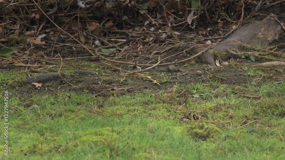 Grey Squirrel Burying Nut In Garden Then Runs Away Close Up Daytime UK Hertfordshire Borehamwood Grey Squirrel Burying Nut In Garden Then Runs Away Close Up Daytime UK Hertfordshire Borehamwood