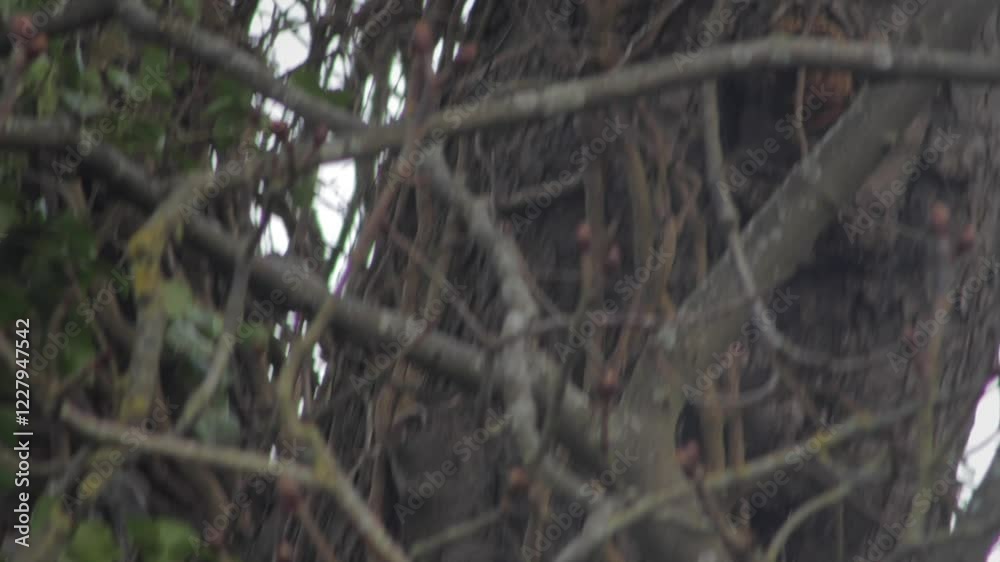 Grey Squirrel Coming Out Of Hole In Tree Trunk And Climing Upside Down Overcast UK Hertfordshire Borehamwood Grey Squirrel Coming Out Of Hole In Tree Trunk And Climing Upside Down Overcast UK Hertfordshire Borehamwood