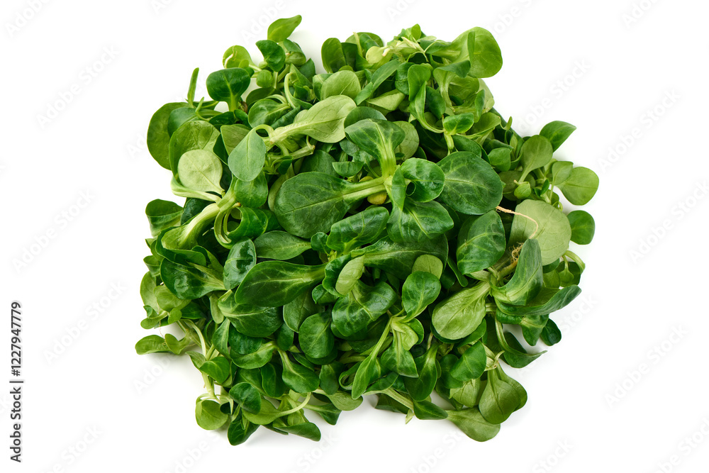 Lambs lettuce, corn salad, isolated on white background. Lambs lettuce, corn salad, isolated on white background.