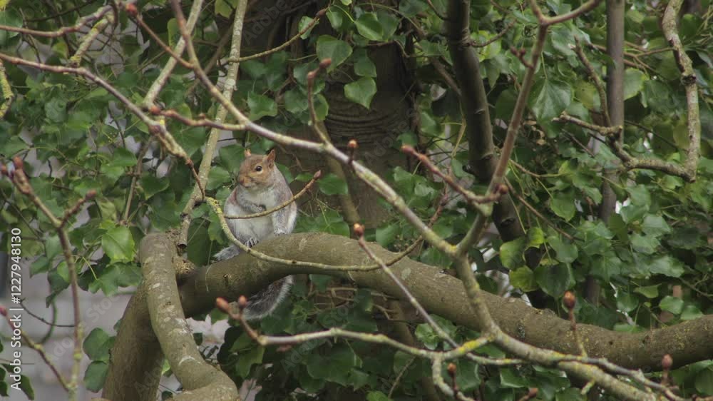 Grey Squirrel Perched On Tree Trunk Daytime UK Hertfordshire Borehamwood Grey Squirrel Perched On Tree Trunk Daytime UK Hertfordshire Borehamwood