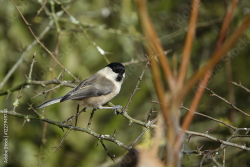 the rare willow tit, at least in the UK (Poecile montanus)