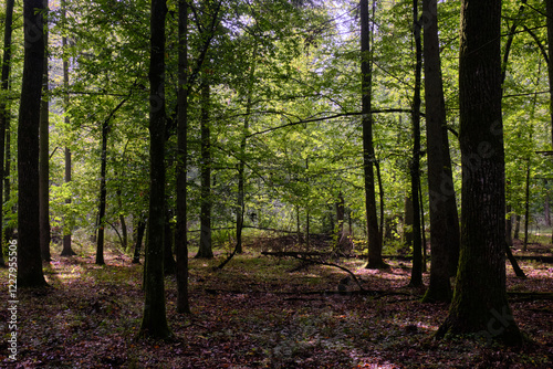 Obraz na płótnie Broken trees in autumn deciduous forest w salonie