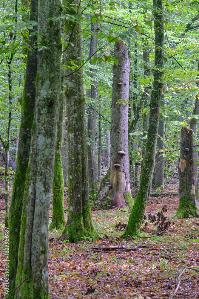 Summertime deciduous forest with broken old tree