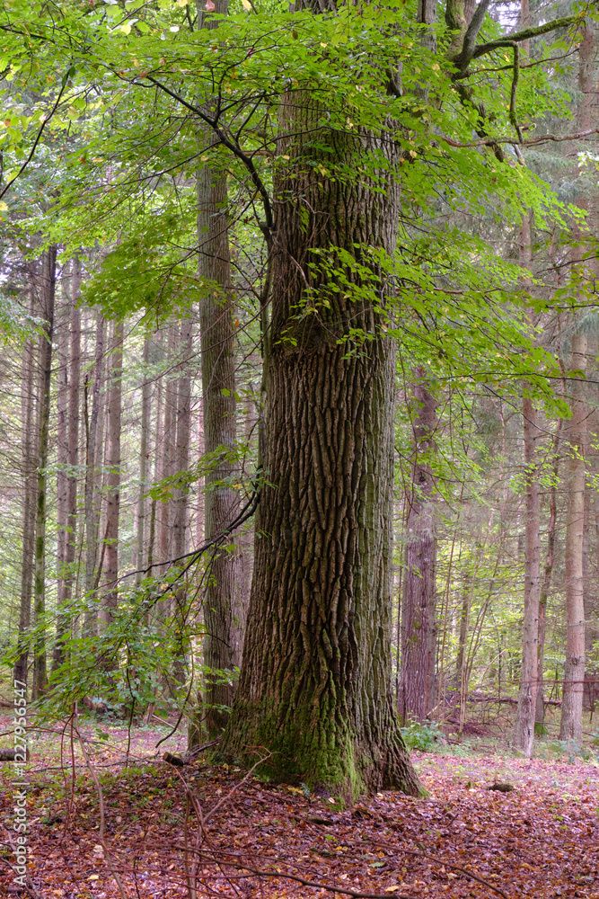 Summertime deciduous forest with broken old tree