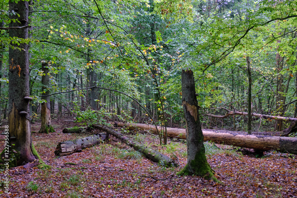 Summertime deciduous forest with broken old tree