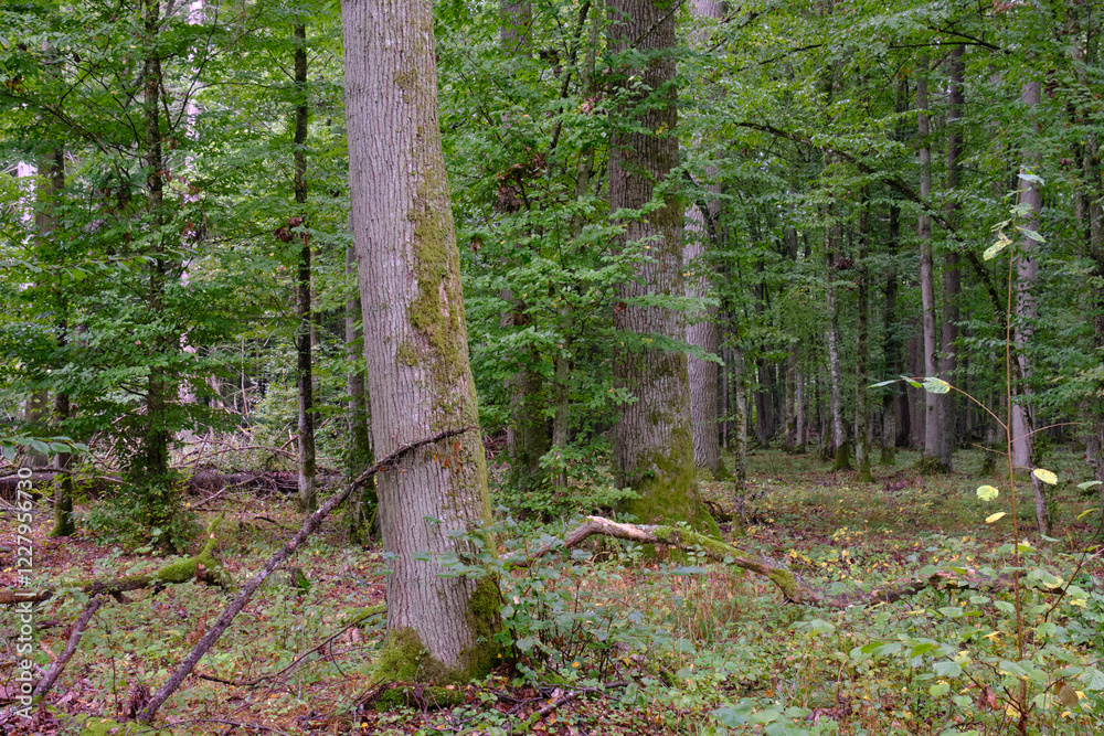 Deciduous stand with hornbeams and old oaks