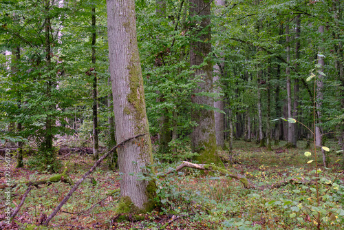 Obraz na płótnie Deciduous stand with hornbeams and old oaks w salonie