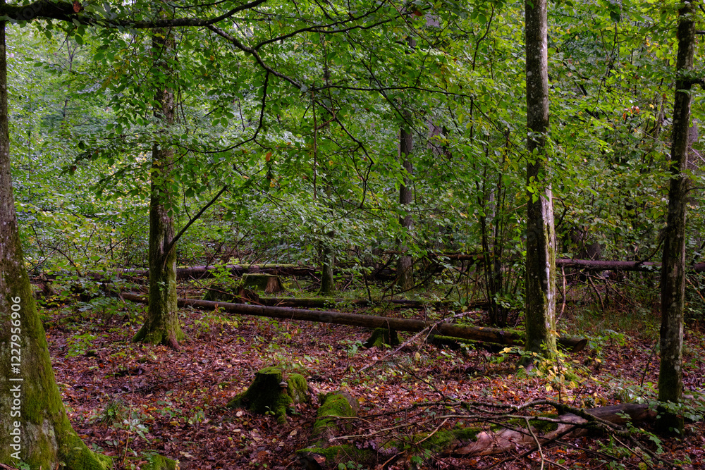 Summertime deciduous forest with broken old tree