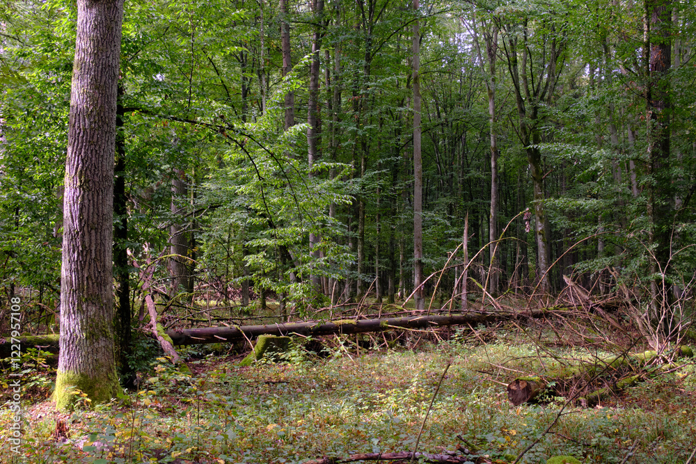Summertime deciduous forest with broken old tree