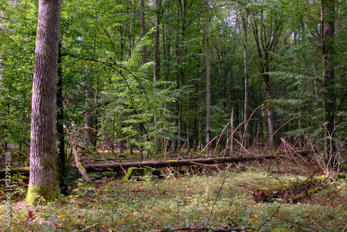 Summertime deciduous forest with broken old tree