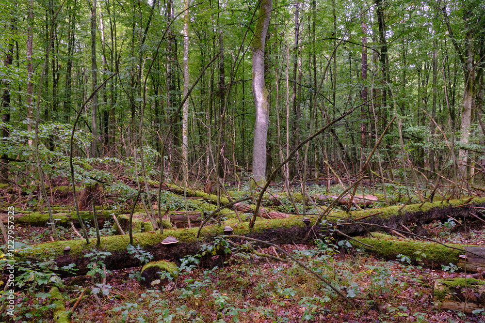 Summertime deciduous forest with broken old tree