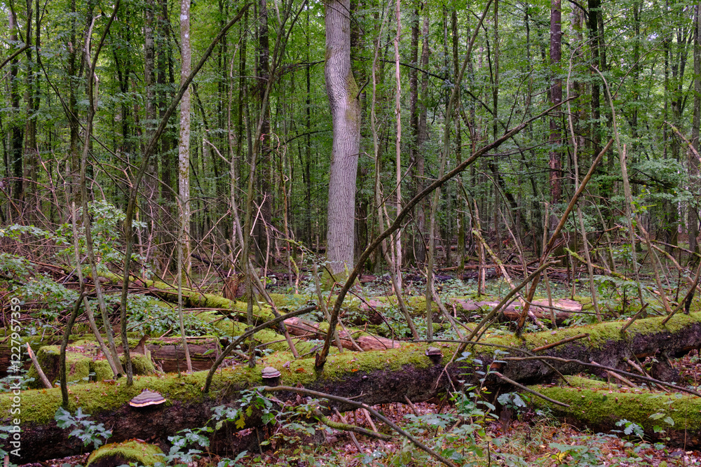 Summertime deciduous forest with broken old tree