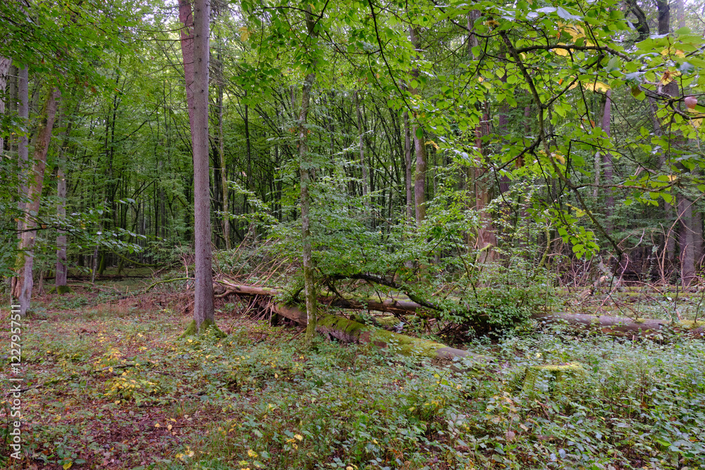 Summertime deciduous forest with broken old tree