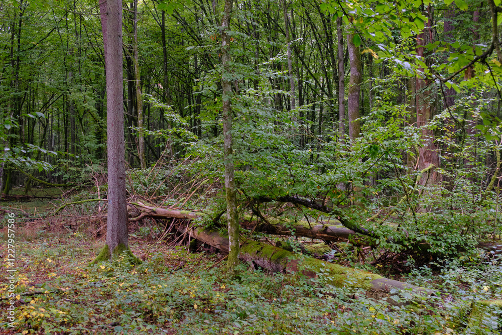 Summertime deciduous forest with broken old tree