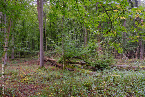 Obraz na płótnie Summertime deciduous forest with broken old tree w salonie