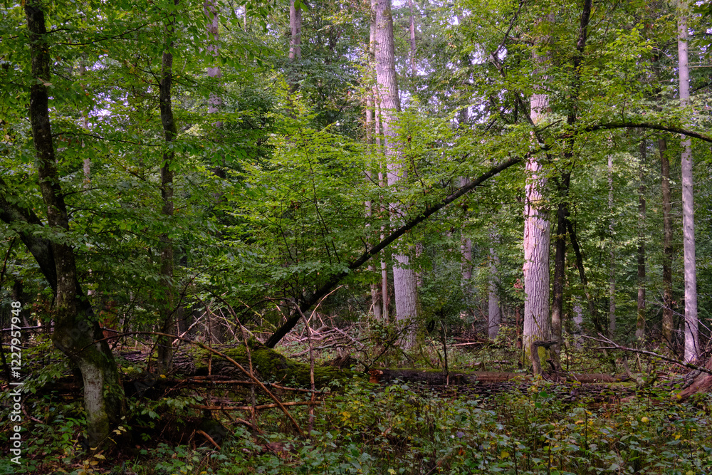 Summertime deciduous forest with broken old tree