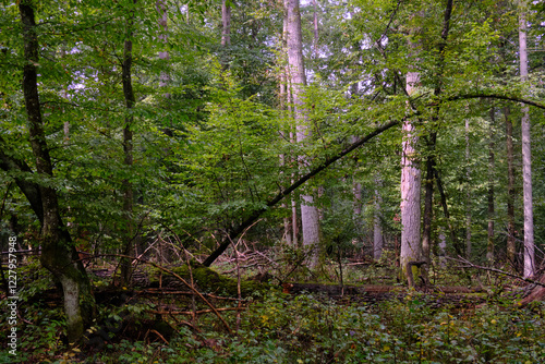 Obraz na płótnie Summertime deciduous forest with broken old tree w salonie