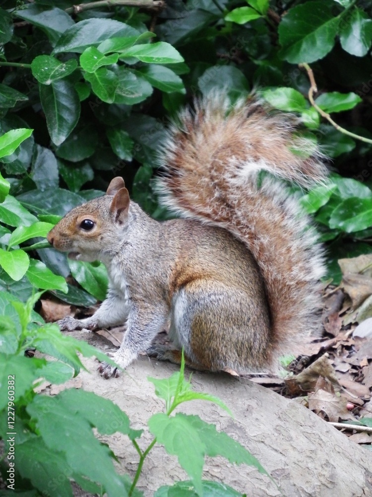 Obraz premium squirrel in the park