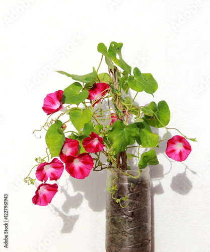 Recyled water bottle. Plastic bottle with pink morning glory on white background. photo