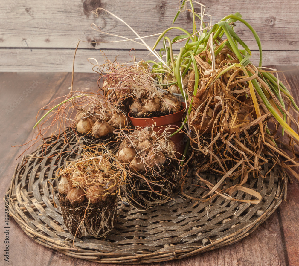Φωτογραφία Muscari bulbs in pots with dried leaves at the end of the growing season