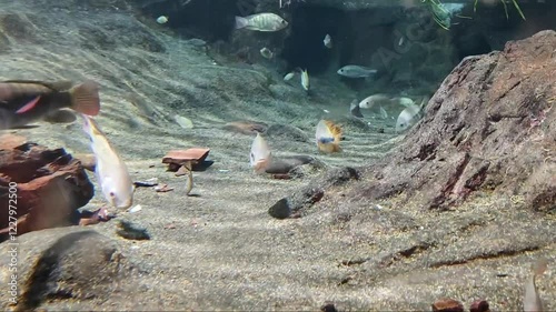 Tropical fish cichlasoma salvini under water sea river underwater life fauna ecological seafloor coral sand bottom, sun rays, silver, pink and yellow fish, school of fish, vacation movie, diving photo