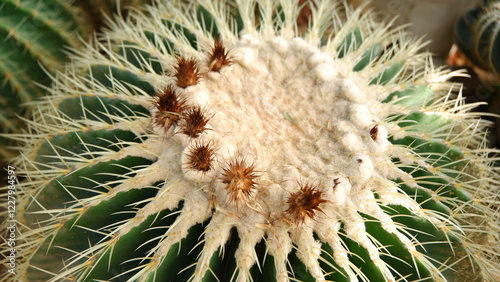 Golden barrel cactus close up photo