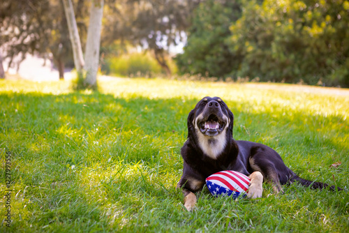 Canvas Print Large black and white Swiss Mountain dog laying in grass smiling at camera holdi