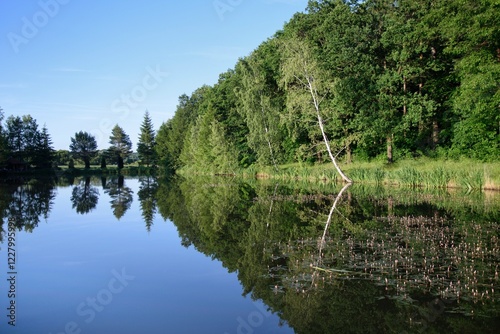 Odbicie drzewa brzozowego w stawie  photo