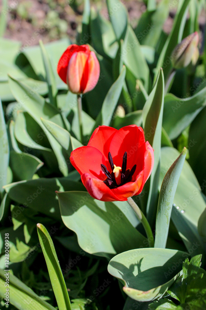 Beautiful red tulip in the garden. Close-up of blooming red tulips with deep red petals. Beautiful red tulip in the garden. Close-up of blooming red tulips with deep red petals.