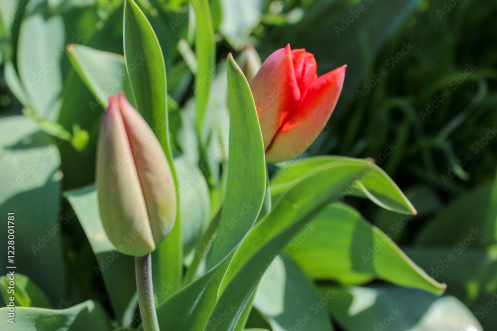 Beautiful red tulip in the garden. Beautiful red tulip in the garden.