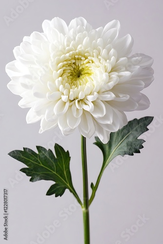 white chrysanthemum flowers