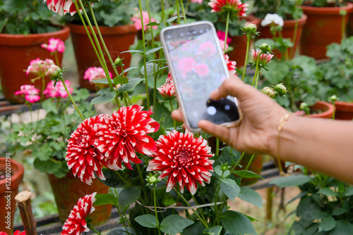 Fototapeta Naklejka Na Ścianę i Meble -  Hand holding smartphone taking photo of red dahlia flower in garden