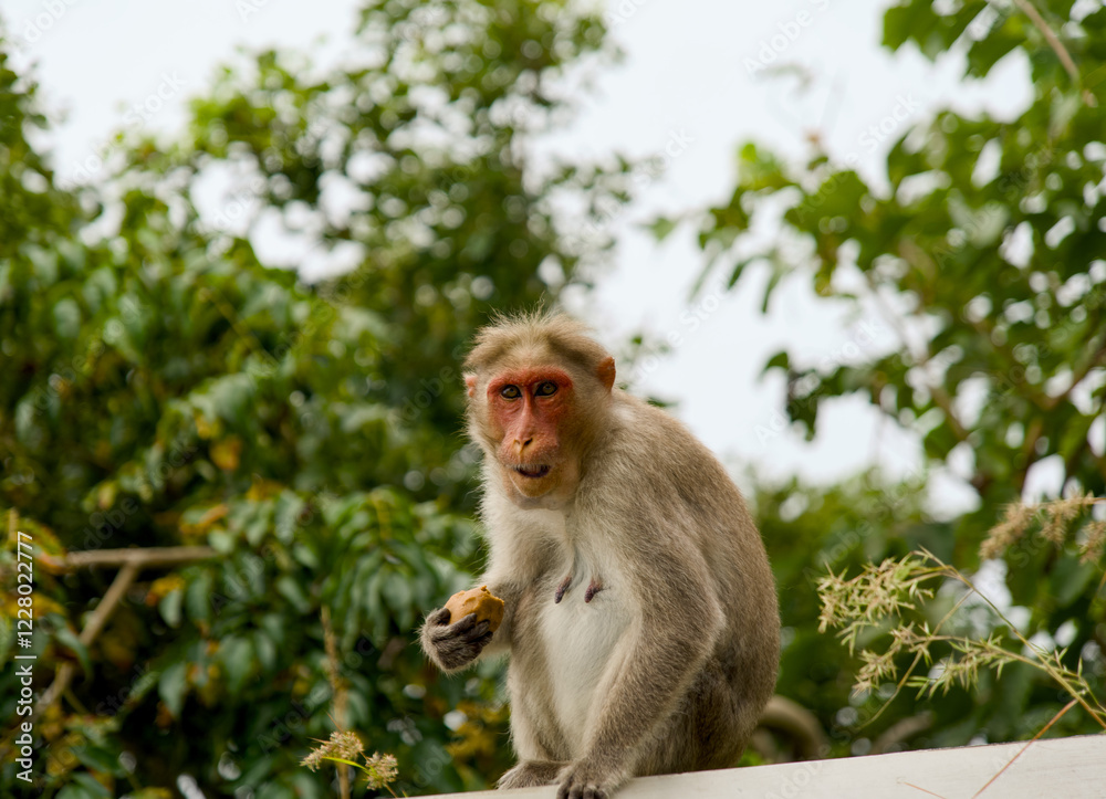 Monkey sitting on the wall and eating a vada