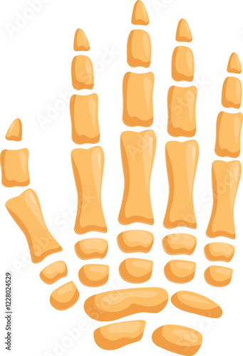 Realistic human hand bone anatomy showing metacarpus and phalanges in a flat cartoon style