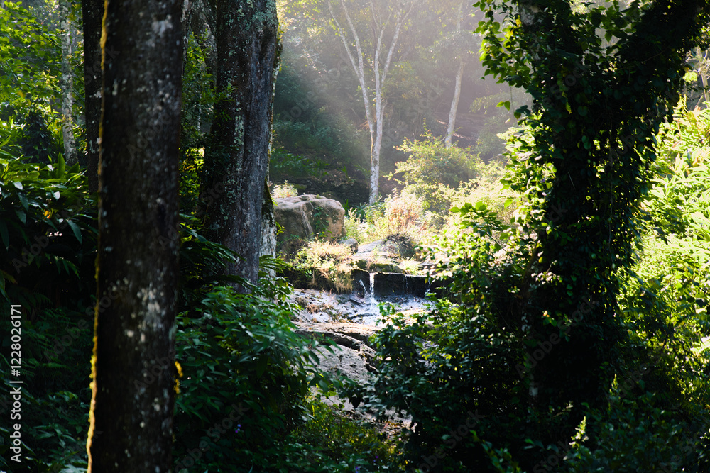 Fototapeta premium Sunlit Forest with Small Waterfall and Lush Greenery