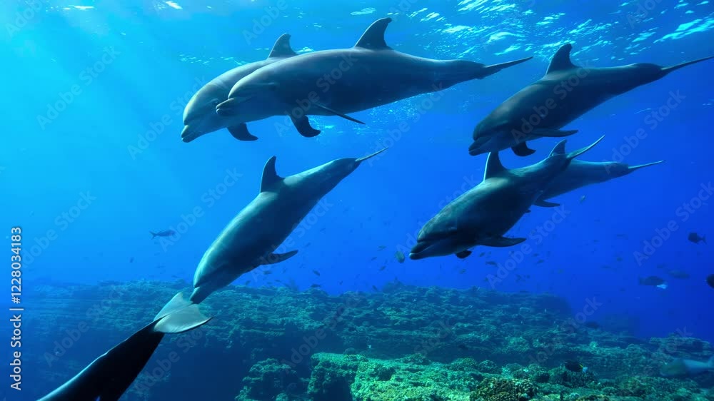 Pod of Dolphins Swimming Above Vibrant Coral Reef in Deep Blue Ocean Pod of Dolphins Swimming Above Vibrant Coral Reef in Deep Blue Ocean