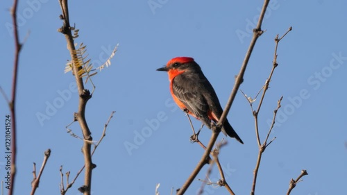 Vermilion flycatcher looking around while perched on mesquite tree. photo