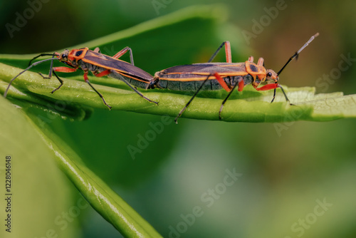 Macro photography of a couple of bordered plant bugs mating, captured in a forest in the eastern Andean mountains of central Colombia, near the town of Villa de Leyva. photo