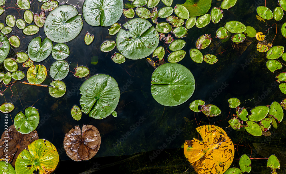 Late season lily pads, partially decayed, floating on lake water, as seen from above.