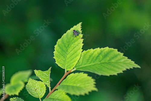 Obraz na płótnie Green elm leaves with a fly, graphomya maculata, on one leaf. w salonie